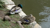 PICTURES/San Antonio Riverwalk/t_Ducks1.JPG